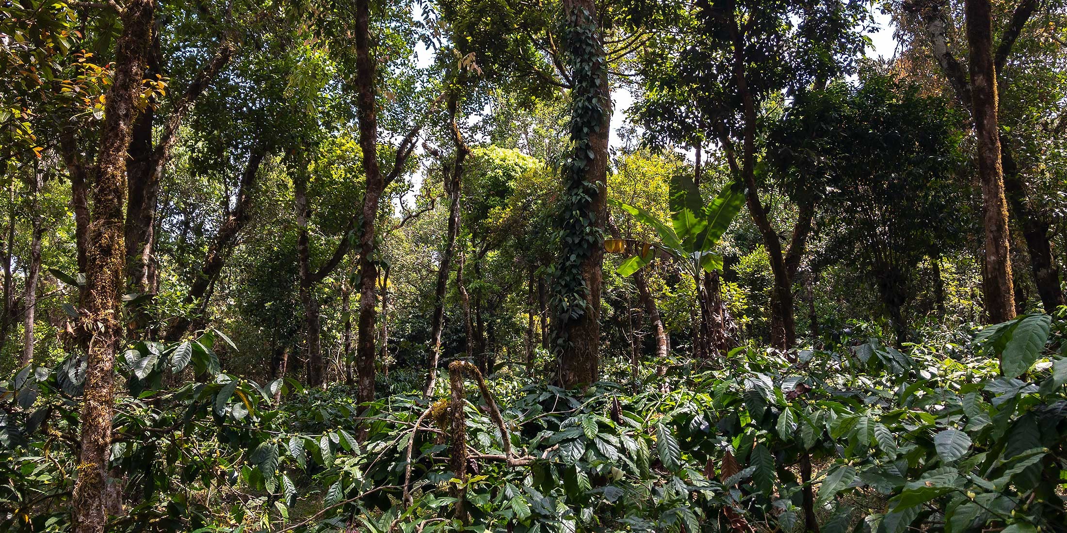 Ein Gewürz-, Tee- und Kaffeegarten, ein wahres Paradies der Biodiversität in den Bergen der westlichen Ghats in Karnataka